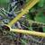 Surly Krampus, size large, uncut steertube 11 thumbnail