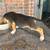 Beagle Puppies 3 thumbnail