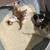 Kittens 5 thumbnail