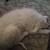 Great pyrenees puppies 6 thumbnail