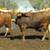 Registered Texas Longhorn Bulls 6 thumbnail