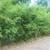 4 Clumping "Hedge Bamboo" Plants 4 thumbnail