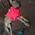 Xoloitzcuintli 2 thumbnail
