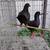 Pigeons 1 thumbnail