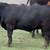 Finished Grain Fed Feeder Steers & Heifers Butcher Calf 13 thumbnail
