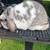 Mini Lop Bucks 2 thumbnail