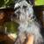 Schnauzer for rehoming 5 thumbnail