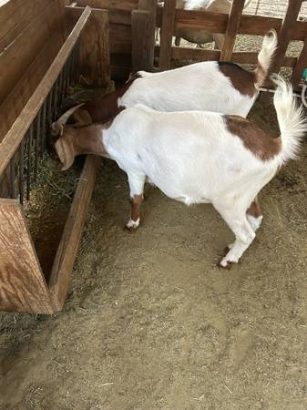 Cabras en venta (Ojai)63439055090179123