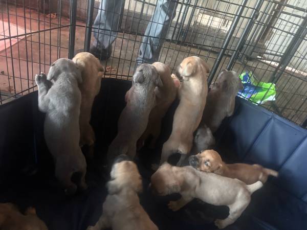 BOERBOELS (Vallejo)63861571500675121