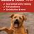 🐕 Brooklyn Dog Training – $199 💻 1 thumbnail