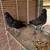 Pigeons 2 thumbnail