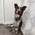 Rehoming Amazing Blue Heeler/GSP mix (Mission Valley) 1 thumbnail