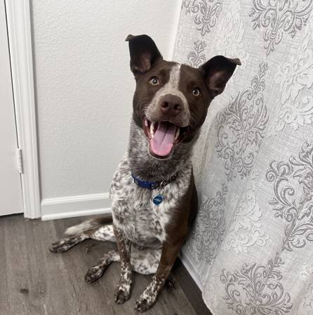 Rehoming Amazing Blue Heeler/GSP mix (Mission Valley) (Mission Valley)63819964995073120
