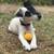 Paws2Paws, Pet Sitting Services 1 thumbnail