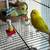 Parakeets for sale 1 thumbnail
