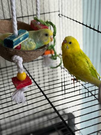 Parakeets for sale 1
