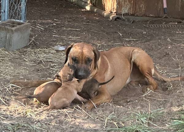Cachorros de Rhodesian Ridgeback (condado de Seminole)63976603840130120