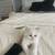 RAG DOLL KITTENS 16 thumbnail