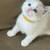 Cute kittens 2 thumbnail