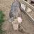 Butcher pigs 2 thumbnail