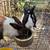 Rabbits looking for home 3 thumbnail