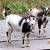 Pygmy goats 1 thumbnail