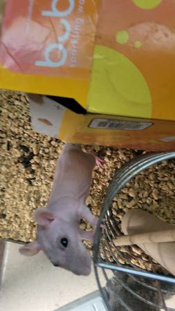 Ratas sin pelo 2 machos y cría híbrida para intercambiar (Ocala)63861782161281121