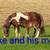 Mini colts 3 thumbnail