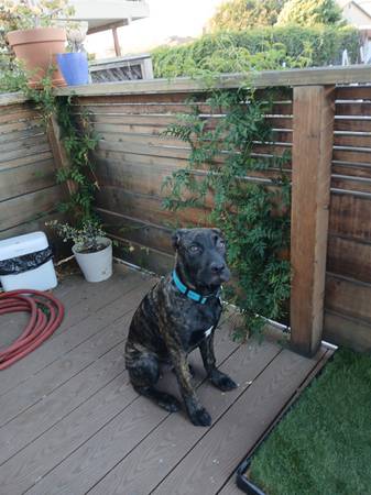 Brindle Pup (oakland hills / mills)63995016161027121