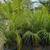 Pygmy Palm 🌴 4 thumbnail