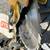 Ryobi TS1350 Compound Mitre Saw Works great 2 thumbnail