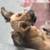 Dog Bed clothes wardrobe  Cute Puppies Yorkie mix dog Need new home 8 thumbnail