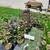 Purple Smokebush, Garden Phlox, Pink Tamarix, Red Weigela & more $6.97 1 thumbnail