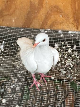 Ring Neck Doves (Port Saint Lucie)63667812820483120