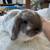 Holland lop bunny 1 thumbnail