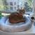 1 year old Female Orange Cat 2 thumbnail