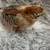 Easter Egger chicks 4 thumbnail