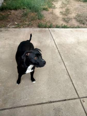 Excelente perro buscando un excelente hogar (Denver)63921244172674123