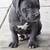 Cane Corso 4 thumbnail