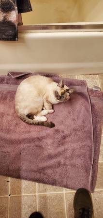 Missing Senior Cat (Normandy Park)63612205262339122