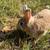 Netherland dwarf and silver marten rabbits 5 thumbnail