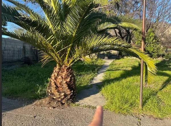 Desert Palm Tree PICK UP or Drop oFF 1