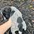 Female German Wirehaired Pointer 5 thumbnail
