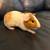 Guinea pigs 3 thumbnail