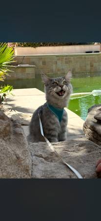 European mainecoon rehoming (Paradise)63907416483970122