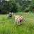 GROUP DOG HIKES 5 thumbnail