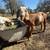 Boer goats bred / chivas cargadas 8 thumbnail