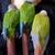 3 conures for rehoming 20 thumbnail