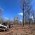 Forestry Mulching and Land Clearing Services 15 thumbnail