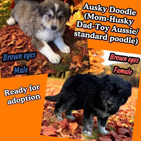 Ausky Doodle puppies for rehoming (Yankton)63866198771331120